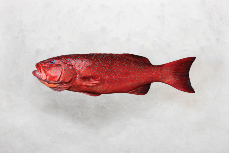 Basses & Grouper