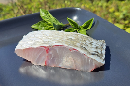 Barramundi (Australian Saltwater)
