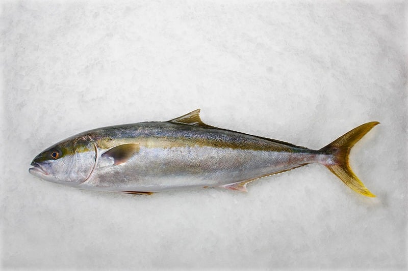 Yellowtail