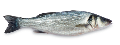 Branzino (European Sea Bass)