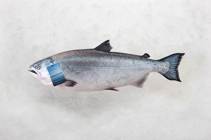 Premium Salmon & Trout