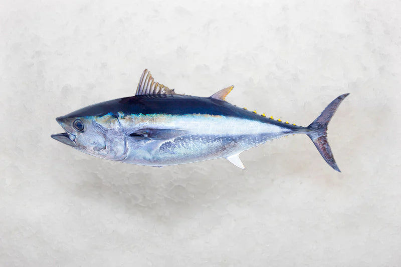 Tuna & Other Pelagics