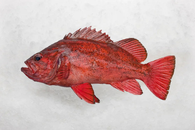West Coast Catches