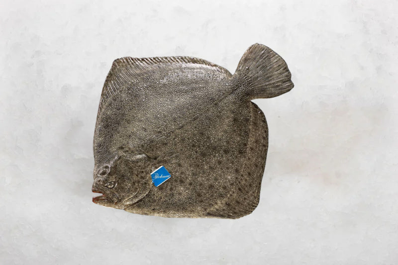 European White Fish