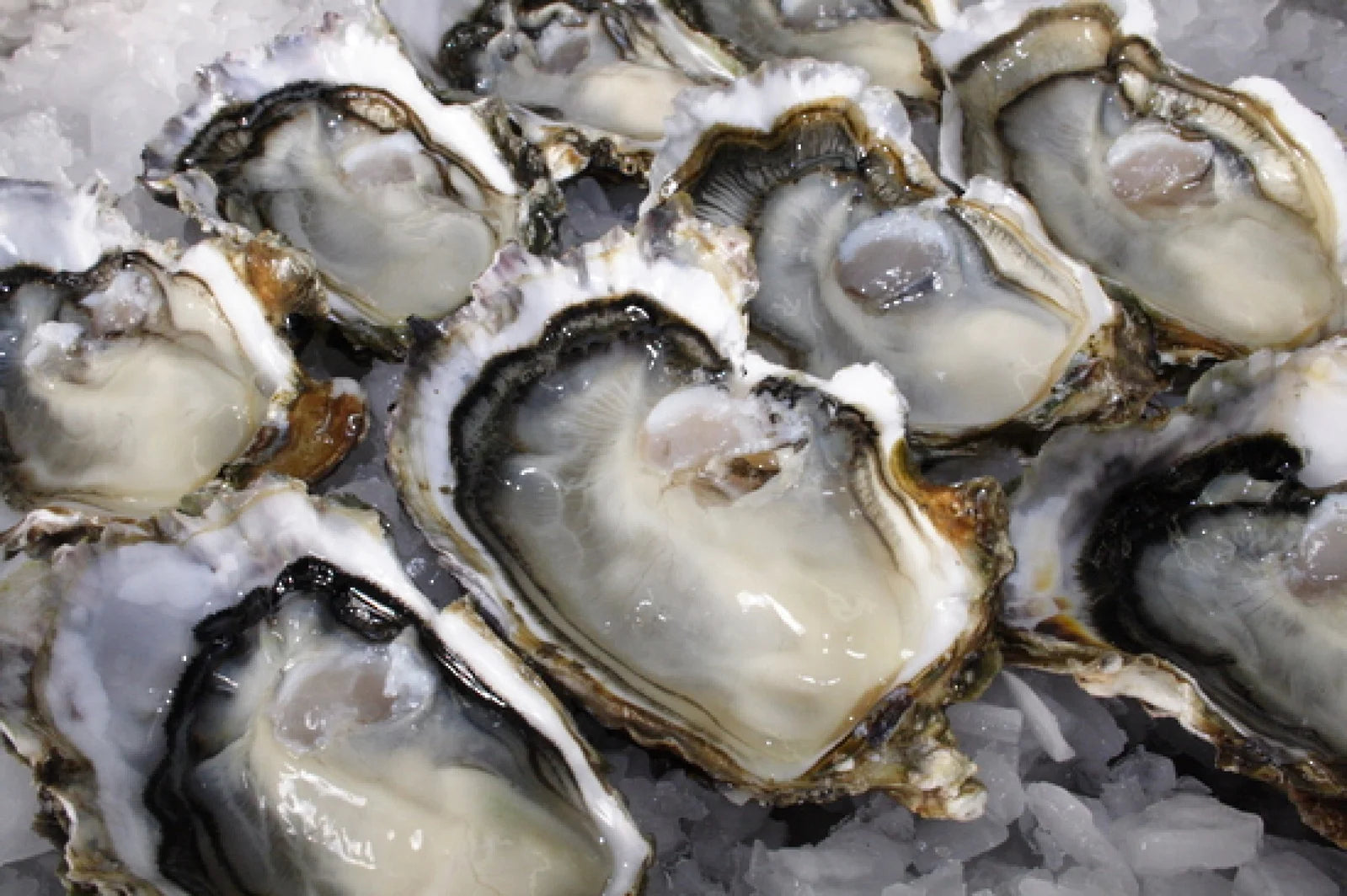 Fresh & Live Shellfish