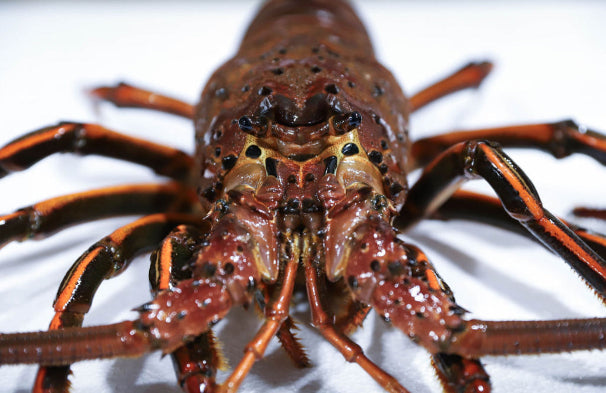 California spiny lobster close up