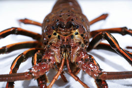 Live California Spiny Lobster