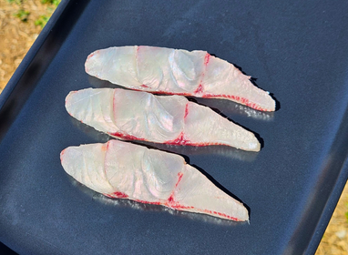 Barramundi (Australian Saltwater)