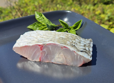 Barramundi (Australian Saltwater)