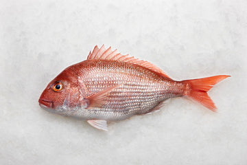 Sea Bream (NZ Snapper)