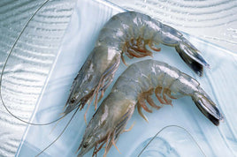 Blue Caledonian Prawns (12/14 ct)