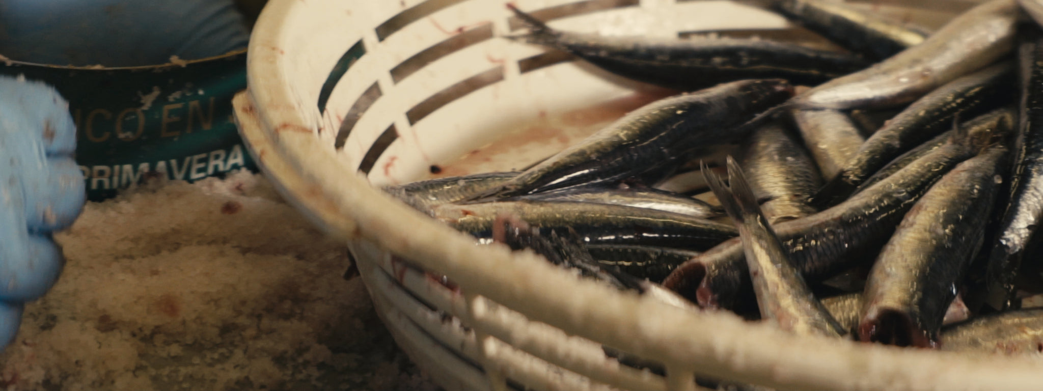 Anchovies from Cantabria (Spring Harvest)