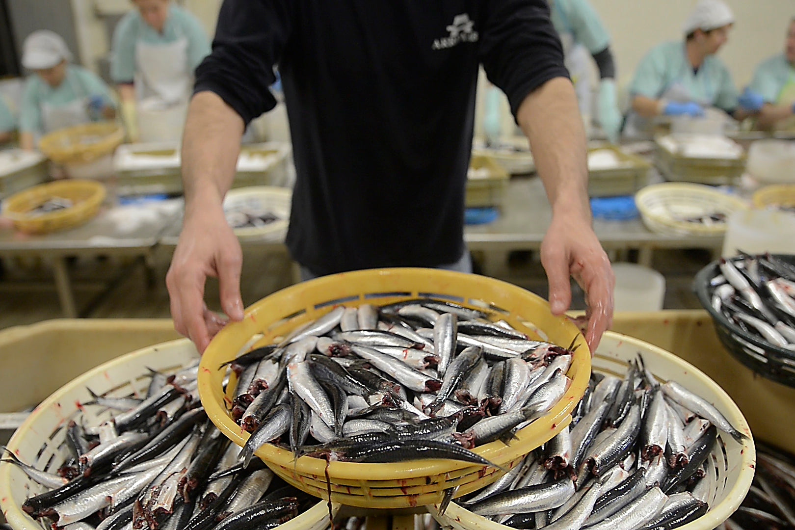Anchovies from Cantabria (Spring Harvest)